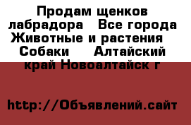 Продам щенков лабрадора - Все города Животные и растения » Собаки   . Алтайский край,Новоалтайск г.